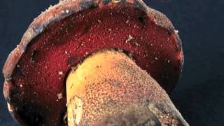 boletus erythropus [upl. by Fosque]