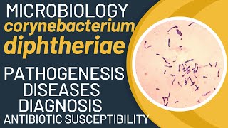 Corynebacterium diphtheriae pathogenesis  Corynebacterium diphtheriae microbiology  Diphtheria [upl. by Llenyl]