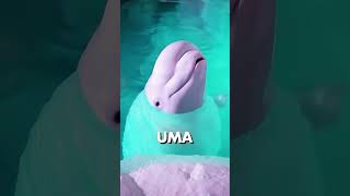 VOCÊ PODE APERTAR A CABEÇA DA BELUGA shorts [upl. by Filomena]