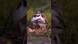 Little Ringed Plover with Chicks birds bird [upl. by Llenra]