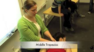 Manual Muscle Test for Middle Trapezius [upl. by Nongim]