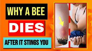 DOES A BEE DIE after STINGING YOU [upl. by Cissie]