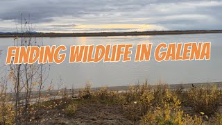 Finding wildlife in Galena viralvideo Galena alaska wildlife [upl. by Onitsuaf]