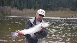 Squamish Bull Trout  Directors Cut [upl. by Wolenik]