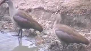 HADEDA IBIS MATING PAIR [upl. by Akimit]