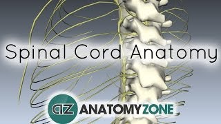 Spinal Cord  External Anatomy  3D Anatomy Tutorial [upl. by Asimaj908]