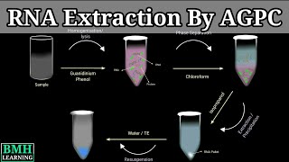 RNA Extraction By AGPC  Guanidium Thiocyanate Phenol Extraction For RNA  RNA Purification [upl. by Analed]