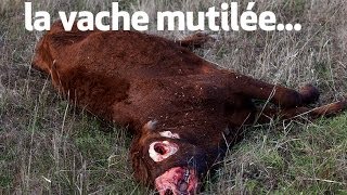 la vache mutilée  the unexplained files [upl. by Bronk]