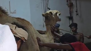 Serunya Qurban Unta Sapi dan Kambing di Tarim Hadramaut Yaman [upl. by Bradeord]