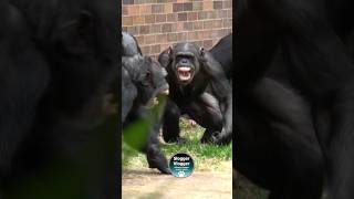 Chimpanzee Females Get Their Revenge scream [upl. by Hterag]