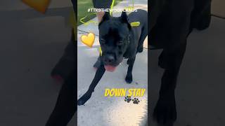 Down Stay Command  The Woodlands Texas Cane Corso Dog Training  canecorso canecorsotraining dog [upl. by Nnitsuj]