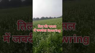 बरसात में तिल की खेती की जानकारी tal ki kheti [upl. by Parrie]