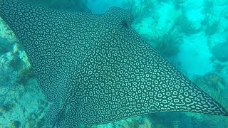 Gopro snorkeling video at Looe Key Reef in the Florida Keys [upl. by Nallij480]