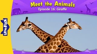 Meet the Animals 16  Giraffe  Wild Animals  Little Fox  Animated Stories for Kids [upl. by Adlesirg]