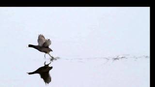 american coot running on water slow motion [upl. by Elwira]