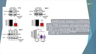 PIM–LKB1 crosstalk regulates AMPK phosphorylation and tumorigenic growth [upl. by Vlad]