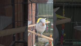 Quaker parrot talking  singing song quakerparrot shorts [upl. by Fawne]