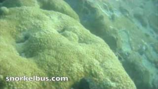 South Beach Miami Florida Snorkel [upl. by Llednew]