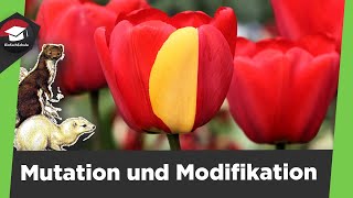 Mutation und Modifikation einfach erklärt  Genotyp und Phänotyp  3 Mutationsarten einfach erklärt [upl. by Feodore]