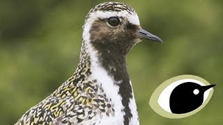 BTO Bird ID  Grey amp Golden Plovers [upl. by Uv]