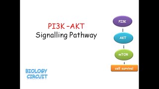 PI3KAKT Signalling Pathway [upl. by Avraham]