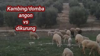 Perbedaan Kambingdomba di angon vs dikurung [upl. by Lednem]