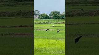 Majestic Peacocks in Sri Lanka’s Lush Green Paddy Fields peacock birds srilanka [upl. by Donnelly432]