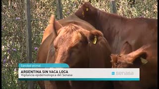 Argentina país de riesgo insignificante de encefalopatía espongiforme bovina [upl. by Eirehs]