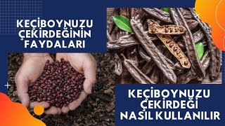 KEÇİBOYNUZU ÇEKİRDEĞİNİN FAYDALARI  Keçiboynuzu kürü  Keçiboynuzu Çekirdeğinin Yan Etkileri [upl. by Joshi]