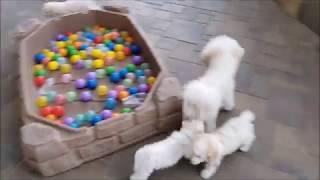 Hollyhock Bichons 2018 litters Week 11 outside [upl. by Campney]