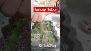 Semudah ini budidaya Sansivera hybrid  Snake Plant Propagation sansevieria sansivera [upl. by Amitarp]