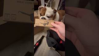 YouTube you sent this box of free goodies for Tia Bulldog and not me😭 englishbulldog shorts dog [upl. by Iot]