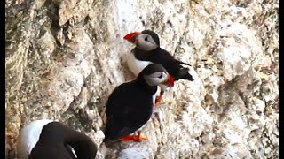 Puffins  Resilience on a Precarious Perch on Bempton Cliffs  Survival  Bird Sanctuary amp Flight [upl. by Lulita]