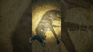 MELANISTIC COYOTE at Night in Call of the Wild thehuntercotw cotwgameplay cotw [upl. by Broderic]