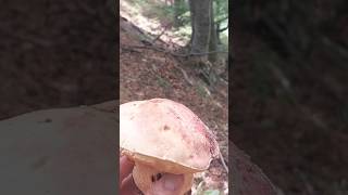 Boletus Funghiporcini Mushroom Hribi [upl. by Anehsat27]