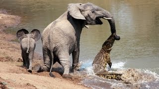 Crocodile Attacks Elephant [upl. by Anailuy]