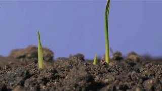 Oat germination underground and growing time lapse [upl. by Kimitri845]