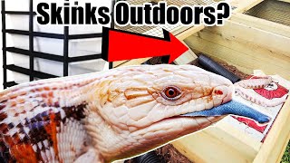 Upgrading Our Blue Tongue Skinks from Racks [upl. by Yelah460]