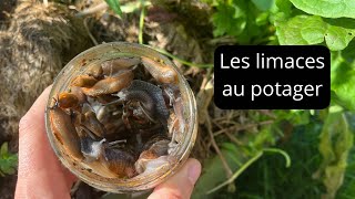 Comment gérer les limaces au jardin [upl. by Bunting]