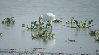 MVI 0098 Openbill Stork feeding Hoskote Kere DMW 011024 [upl. by Eenram]