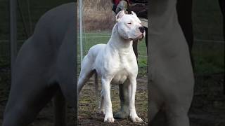 Pitbull vs dogo Argentino fight 🔥😡 kon jitega shorts shortsfeed pitbull doglovers viralshorts [upl. by Jennilee]