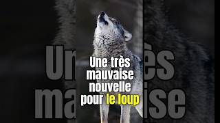 Déclassement du loup au niveau européen wolf loup dog chien video viral trending k9 shorts [upl. by Eignav1]