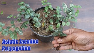 Asiatic Jasmine Tricolor Propagation from Cuttings [upl. by Stacee]