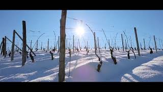 Duchessa Lia  I nostri vigneti in inverno [upl. by Orit]