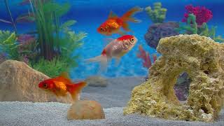 Goldfish Aquarium a Goldfish Aquarium for your Home HD 1080P by Fireplace for Your Home [upl. by Jess712]