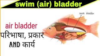 air bladder and its function  swim bladder  gasfilled sac  pdf in hindi  MSc topic [upl. by Jelene742]