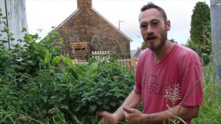 10 plantes pour le paillage en permaculture 0410  Le Bananier [upl. by Federico]