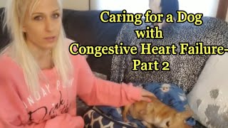 Caring for a Dog with Congestive Heart Failure Part 2 [upl. by Eaner]