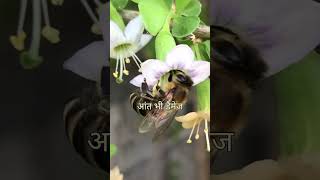 why bee will die after bite  short fact viral facts shortfacts shorts [upl. by Yadseut]