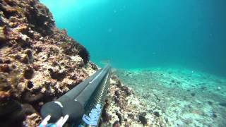 Spearfishing Kvarner 2012 [upl. by Ahtinak]